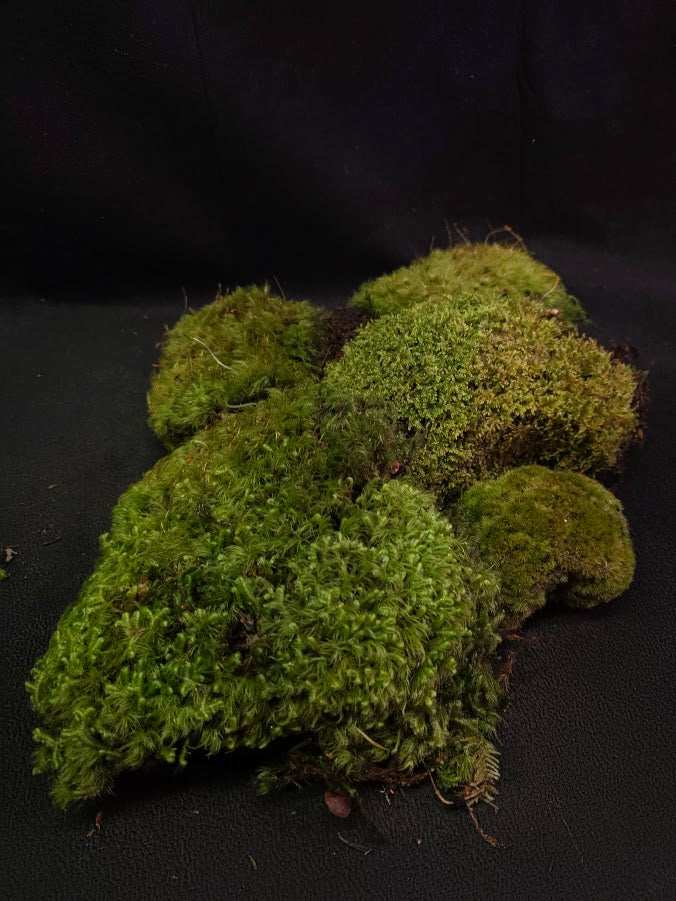 Assorted Live Moss #06