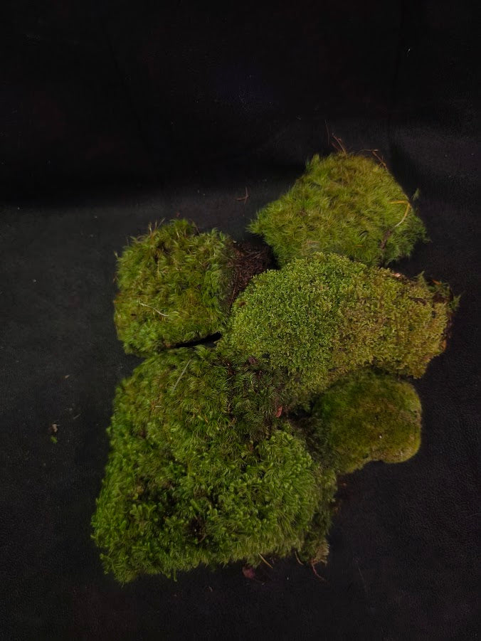 Assorted Live Moss #06