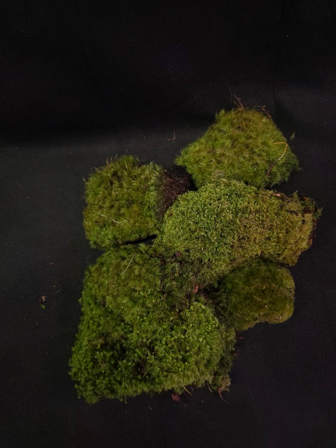 Assorted Live Moss #06