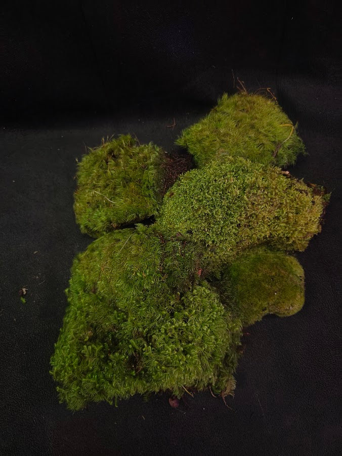 Assorted Live Moss #06