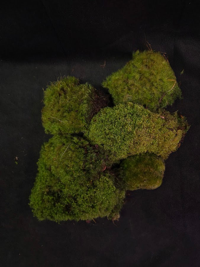 Assorted Live Moss #06