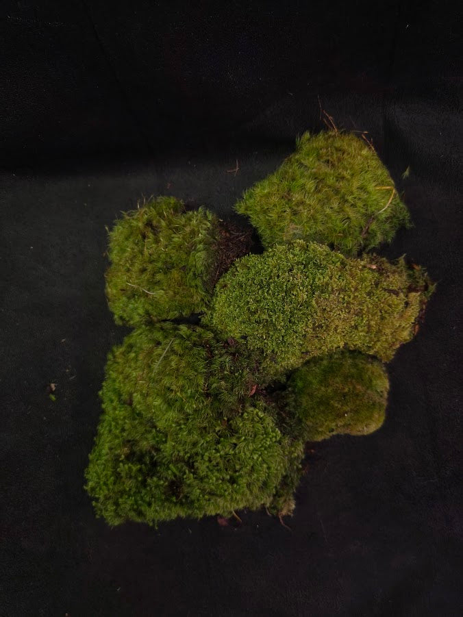Assorted Live Moss #06