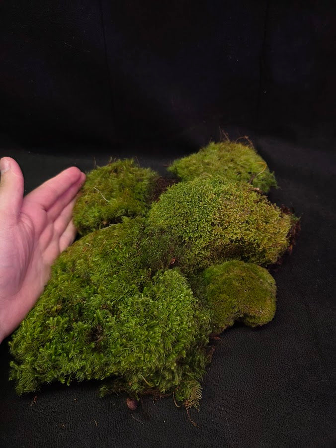 Assorted Live Moss #06