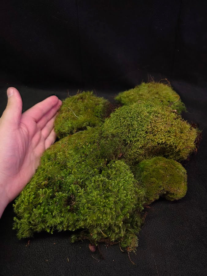 Assorted Live Moss #06