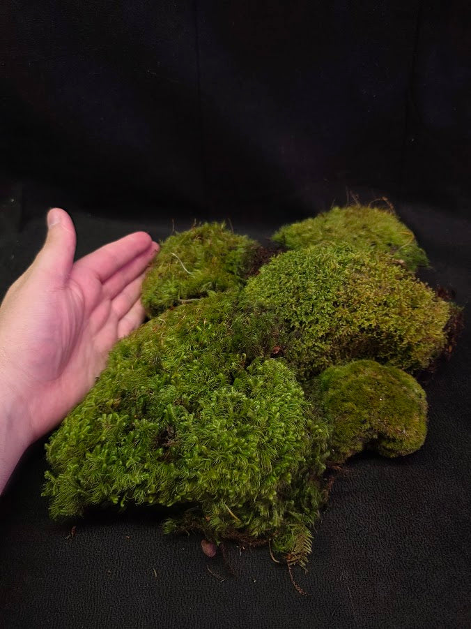 Assorted Live Moss #06