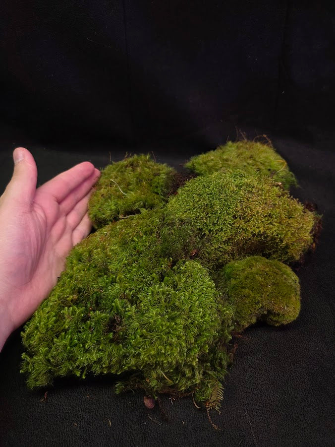 Assorted Live Moss #06