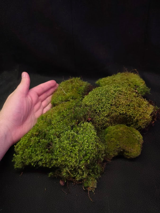 Assorted Live Moss #06