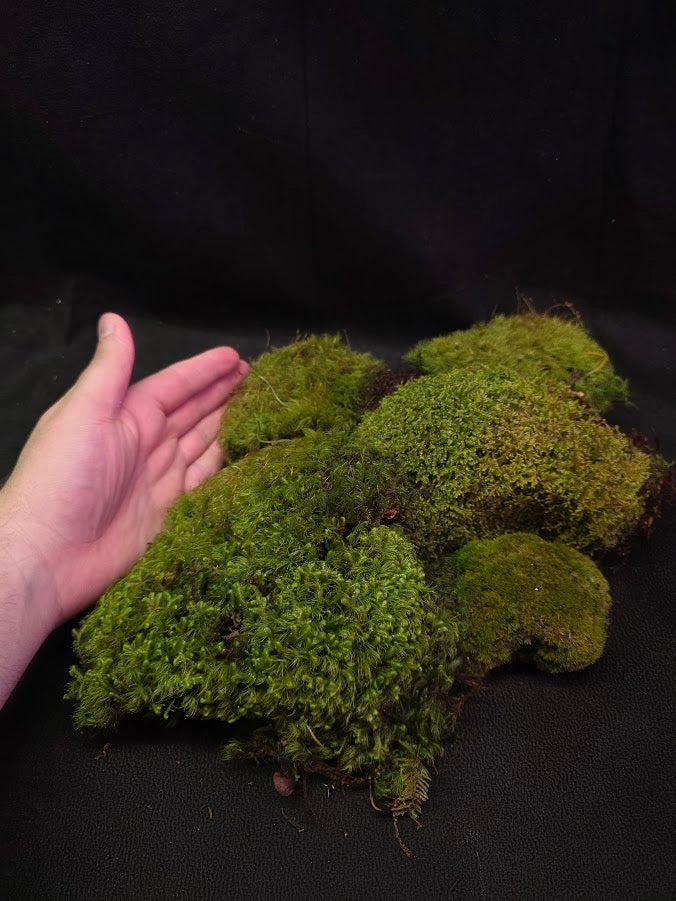Assorted Live Moss #06