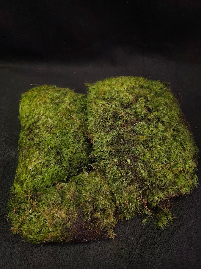 Assorted Live Moss #07