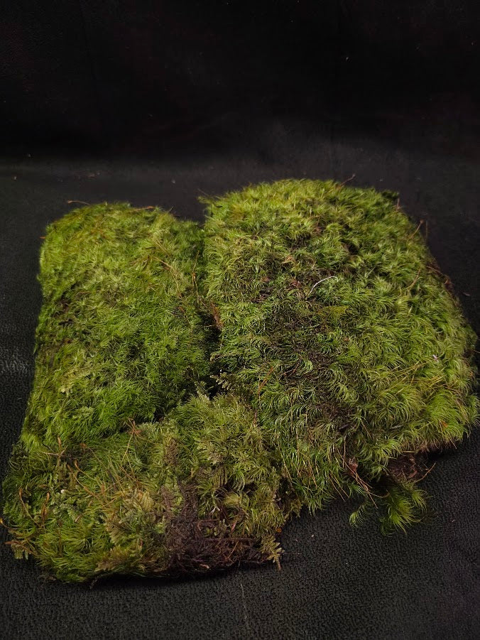 Assorted Live Moss #07