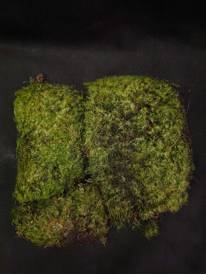 Assorted Live Moss #07