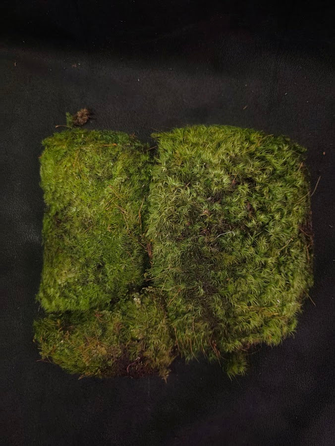 Assorted Live Moss #07
