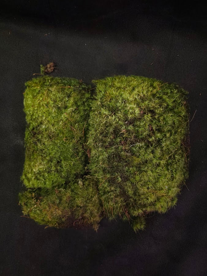 Assorted Live Moss #07