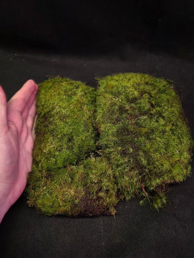Assorted Live Moss #07