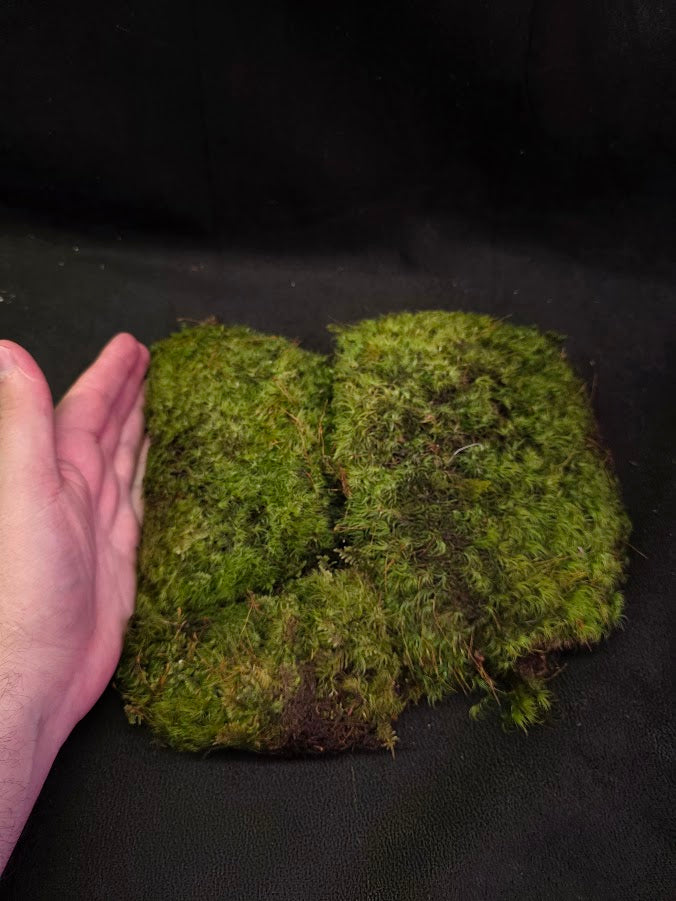Assorted Live Moss #07