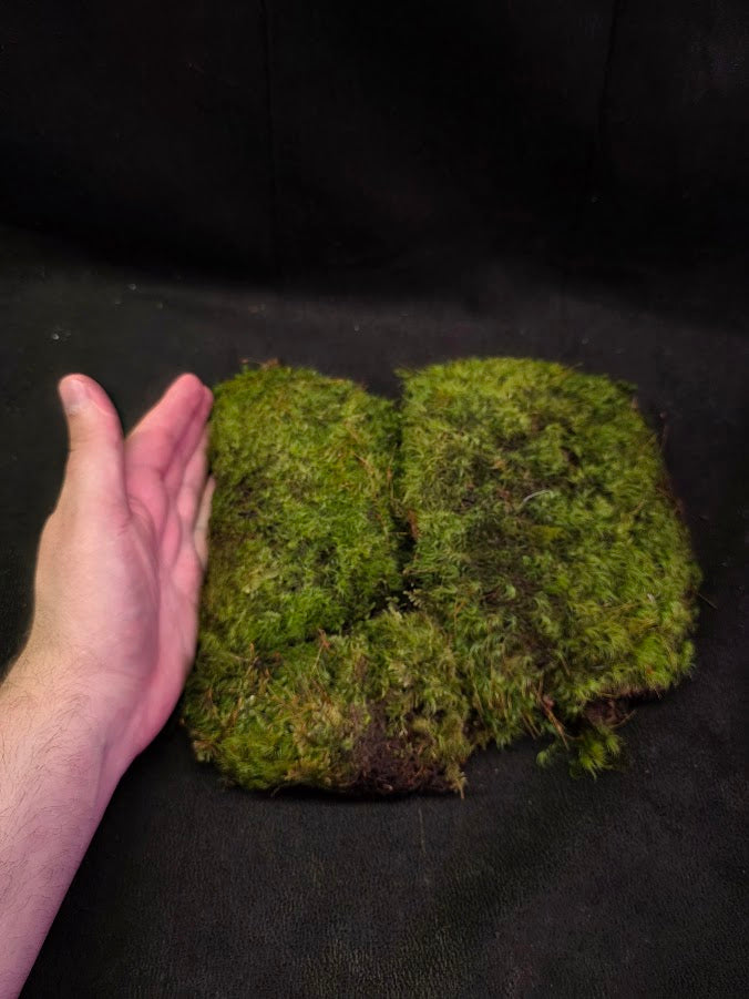 Assorted Live Moss #07