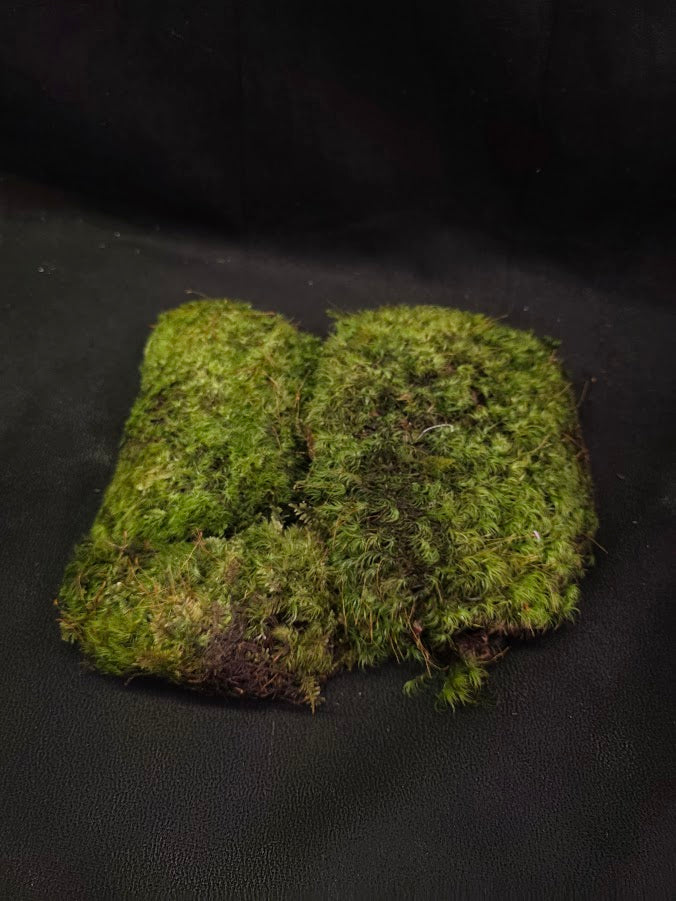 Assorted Live Moss #07