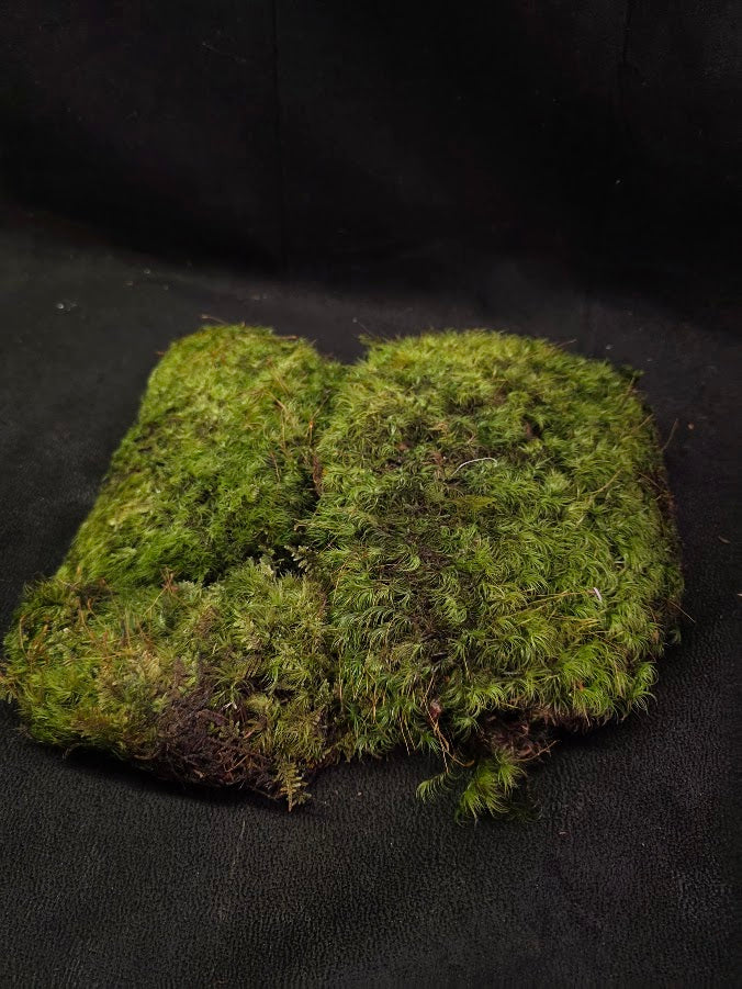 Assorted Live Moss #07