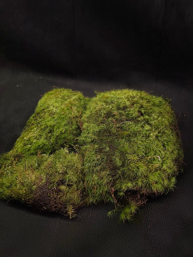 Assorted Live Moss #07