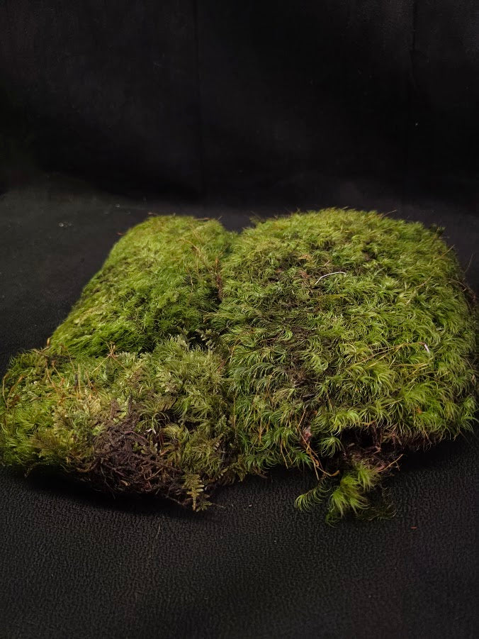Assorted Live Moss #07