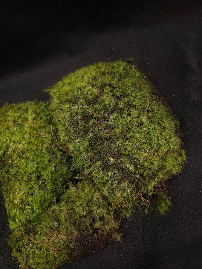 Assorted Live Moss #07
