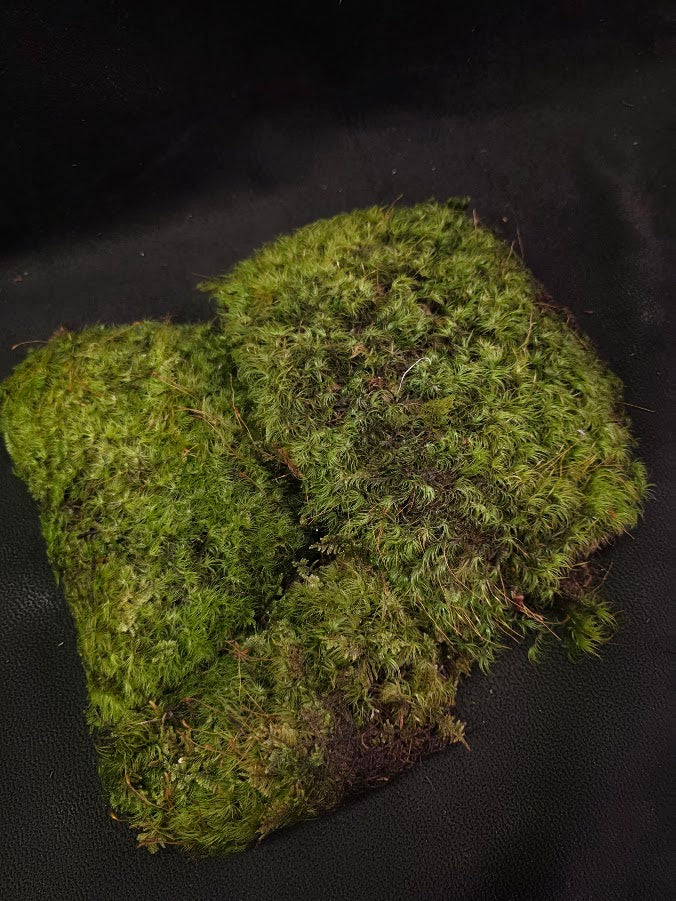 Assorted Live Moss #07