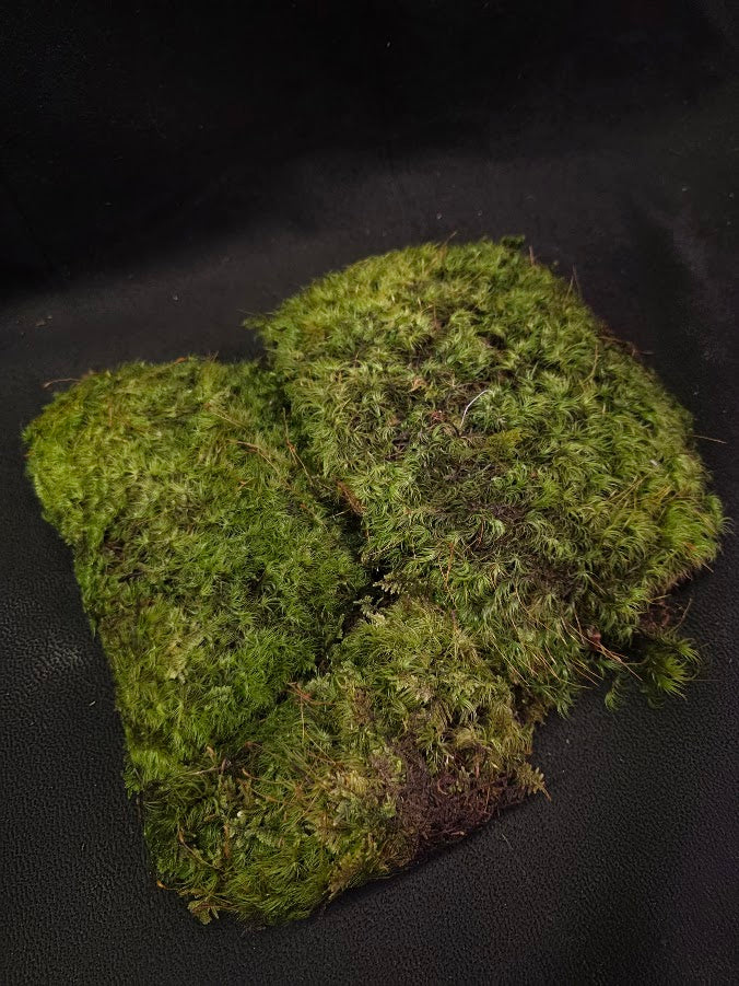 Assorted Live Moss #07