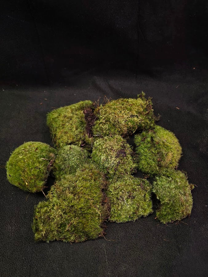 Assorted Live Moss #08