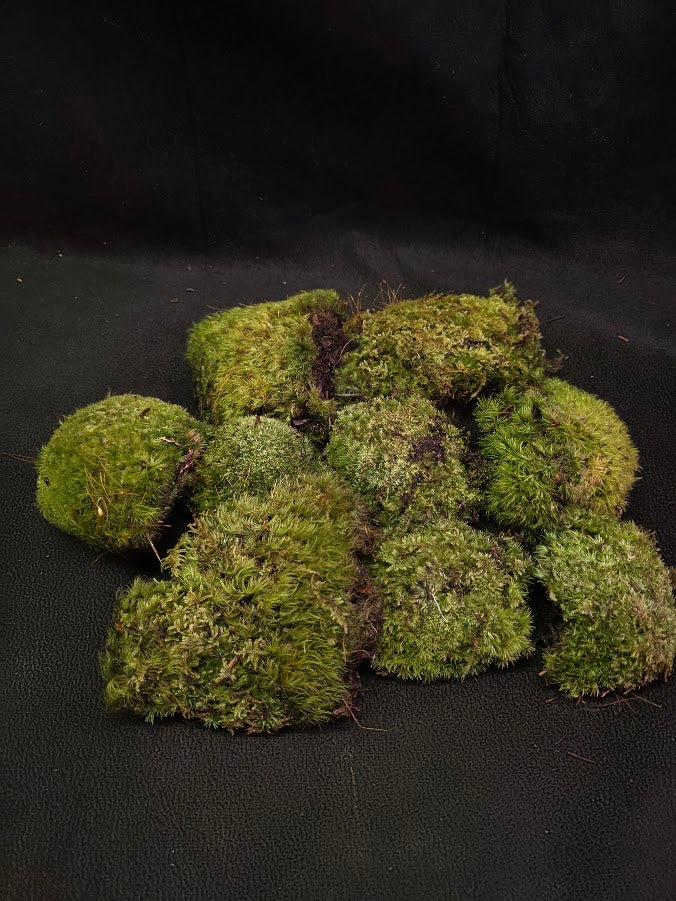 Assorted Live Moss #08