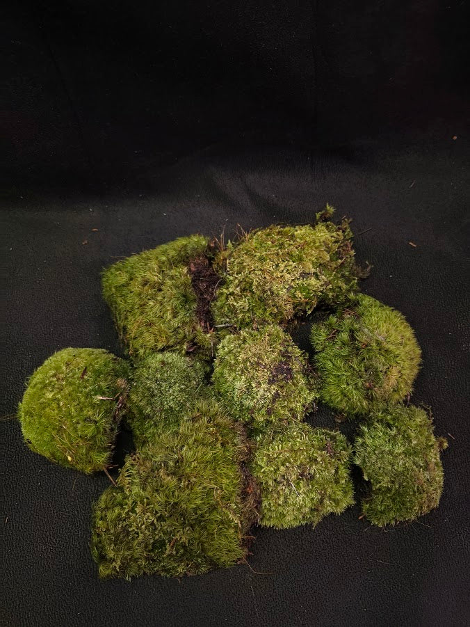 Assorted Live Moss #08