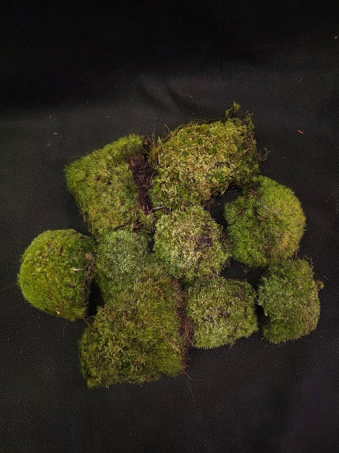 Assorted Live Moss #08