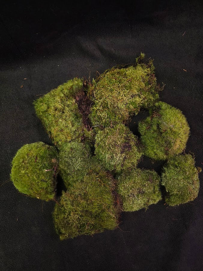 Assorted Live Moss #08