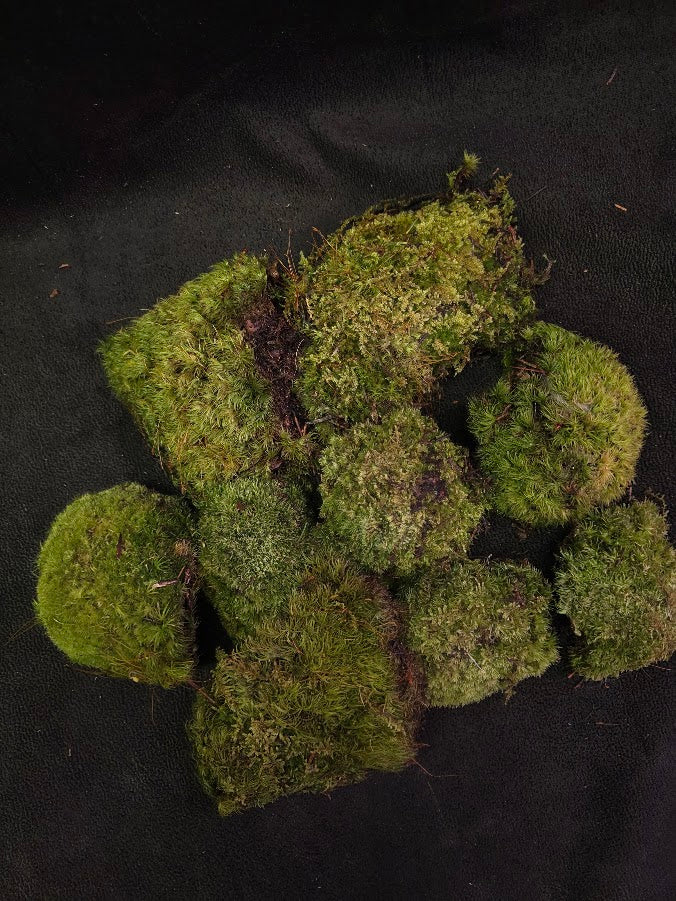 Assorted Live Moss #08