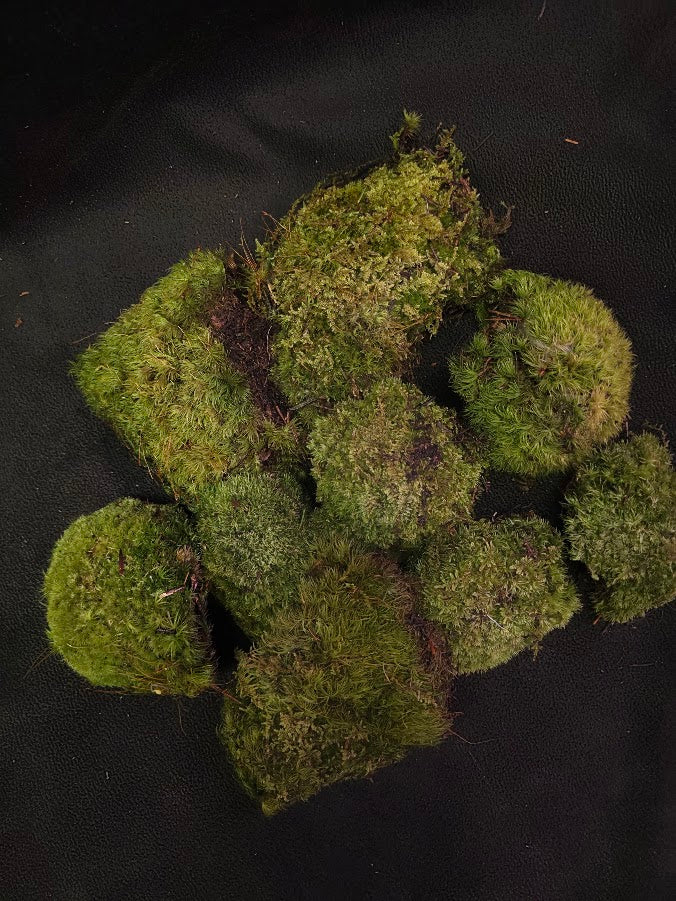 Assorted Live Moss #08