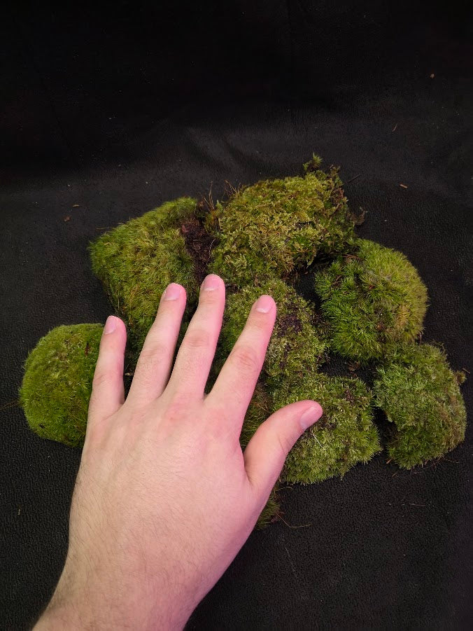 Assorted Live Moss #08