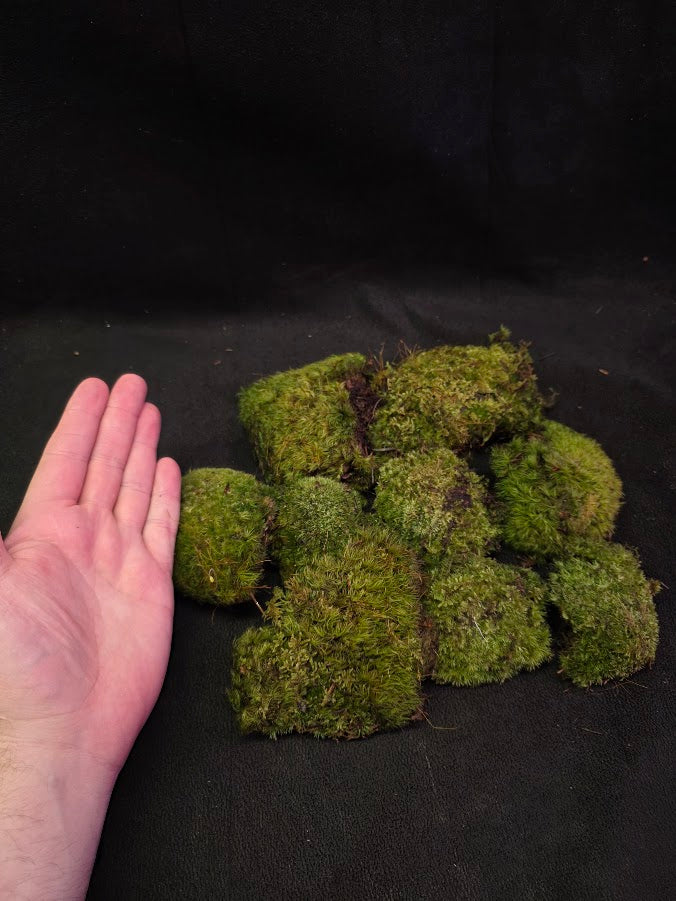 Assorted Live Moss #08