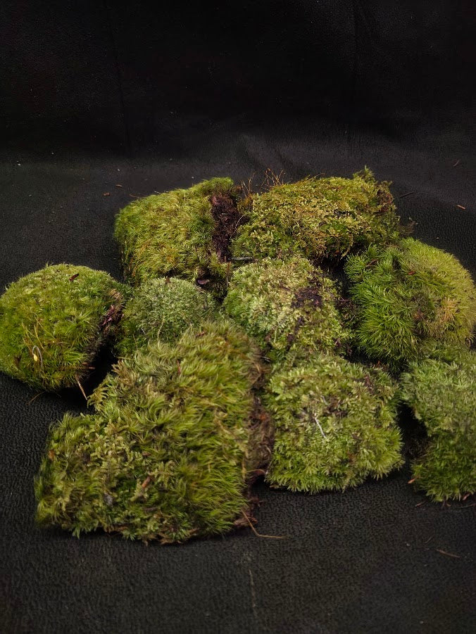 Assorted Live Moss #08
