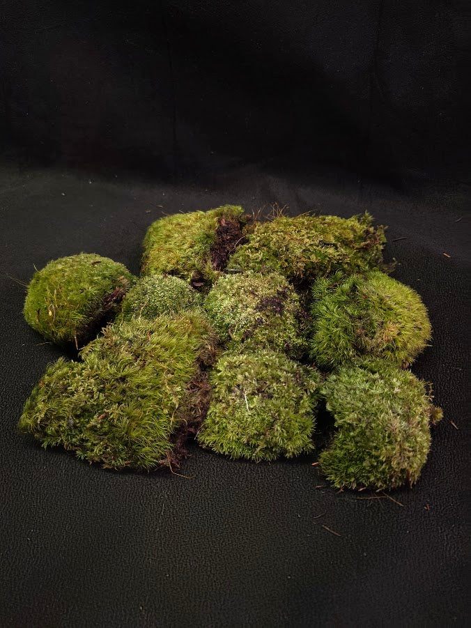 Assorted Live Moss #08