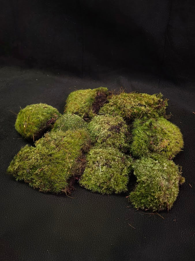 Assorted Live Moss #08