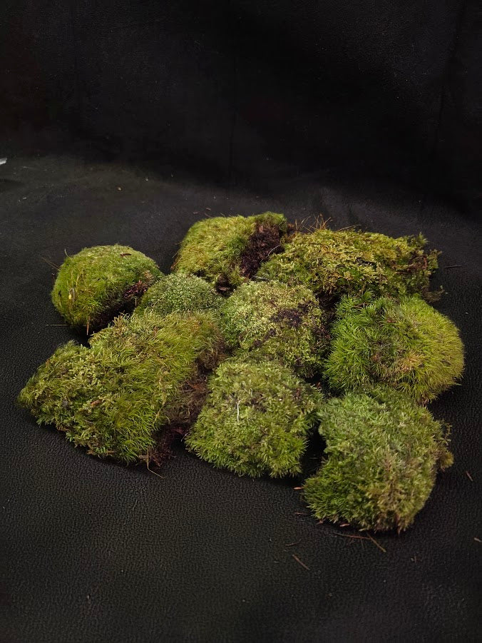 Assorted Live Moss #08