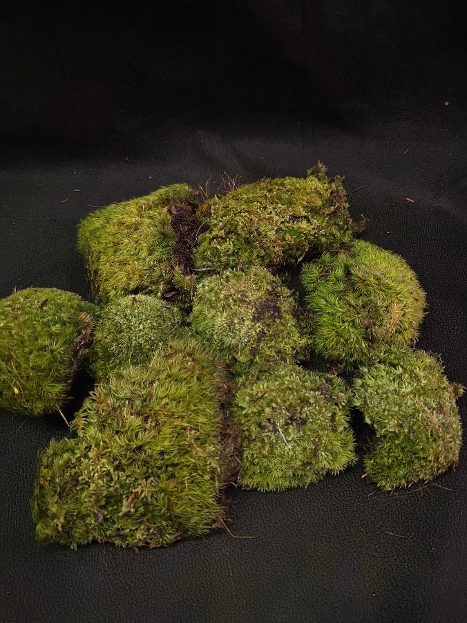 Assorted Live Moss #08