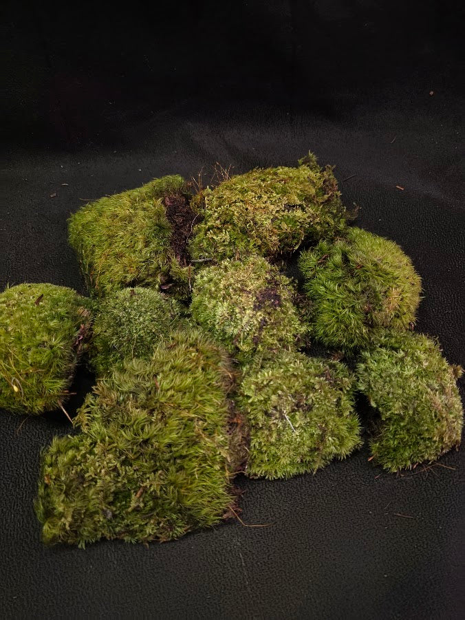 Assorted Live Moss #08
