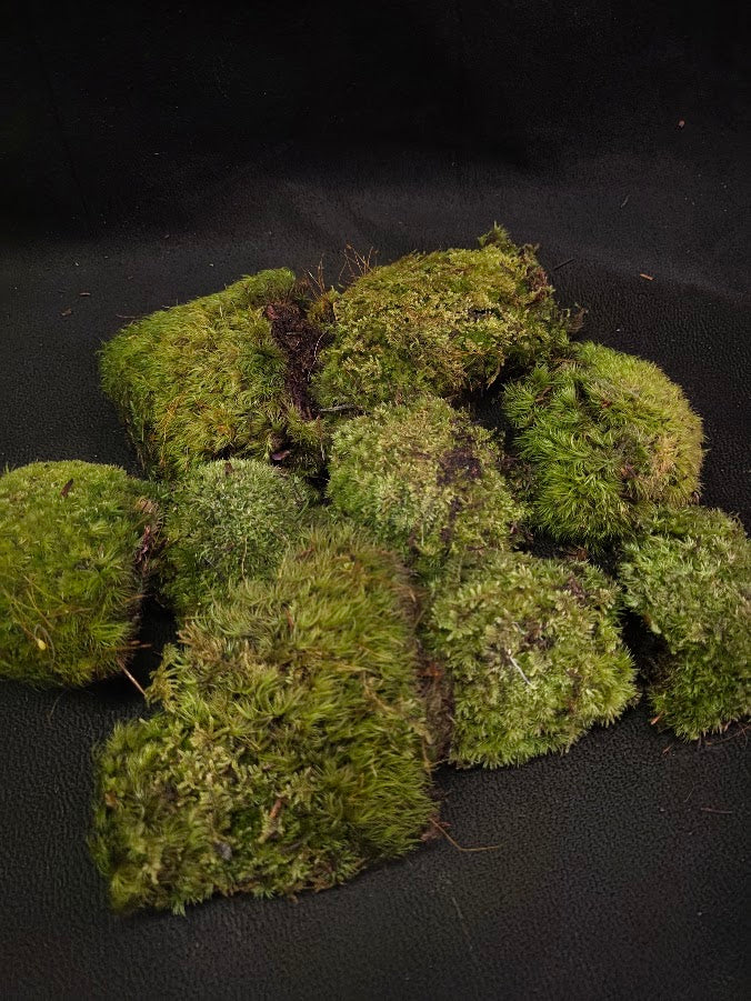 Assorted Live Moss #08