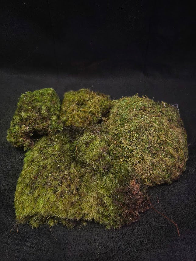 Assorted Live Moss #09