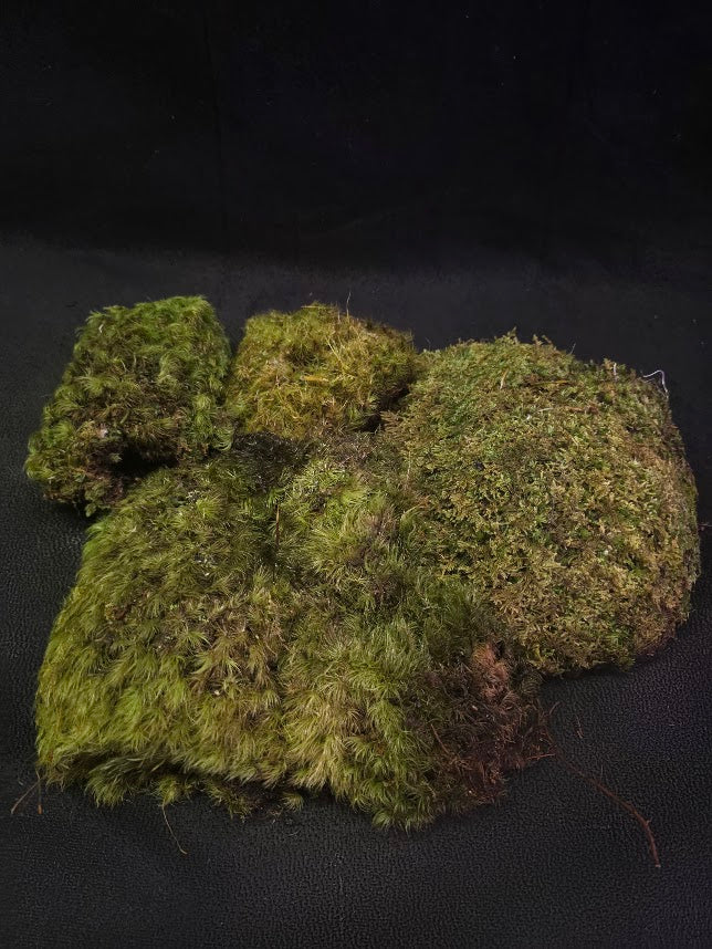 Assorted Live Moss #09
