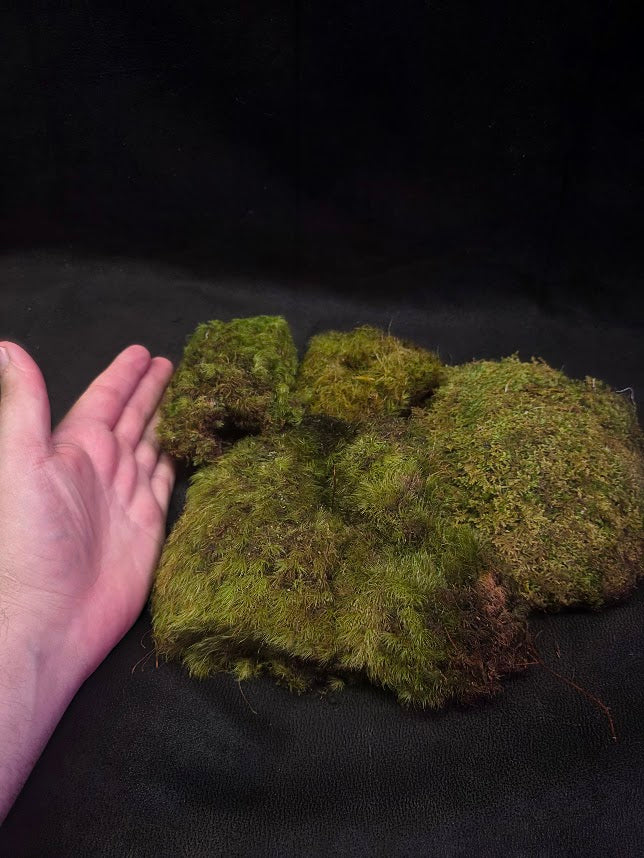 Assorted Live Moss #09