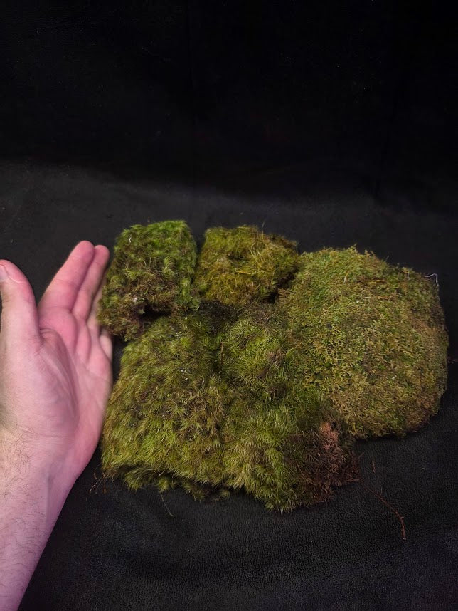 Assorted Live Moss #09