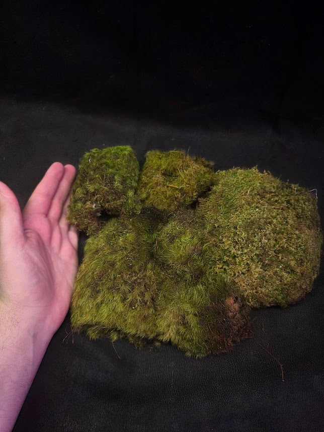 Assorted Live Moss #09