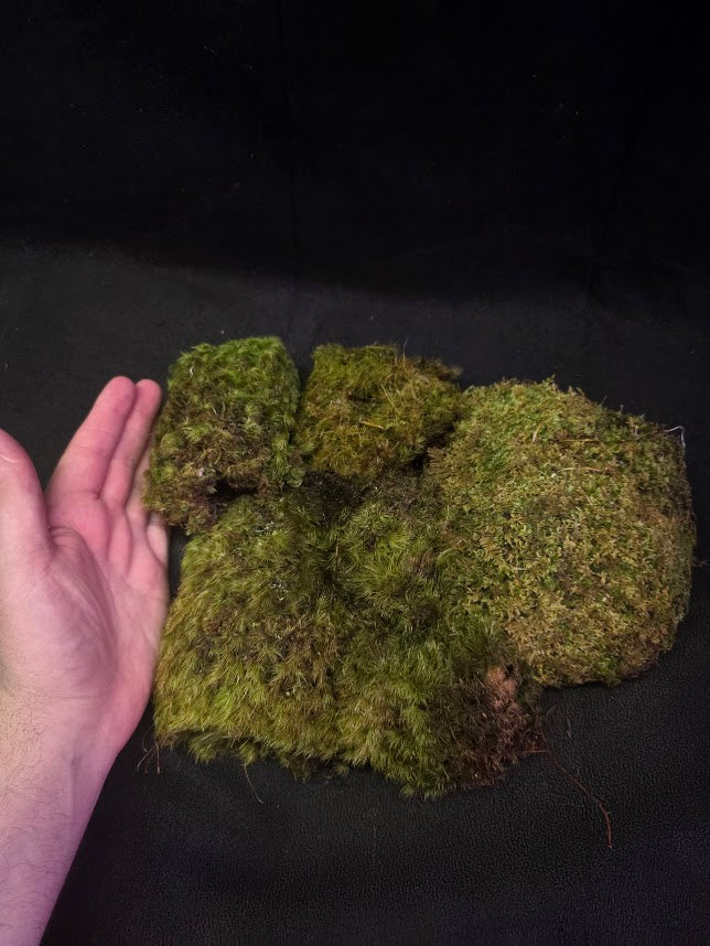 Assorted Live Moss #09