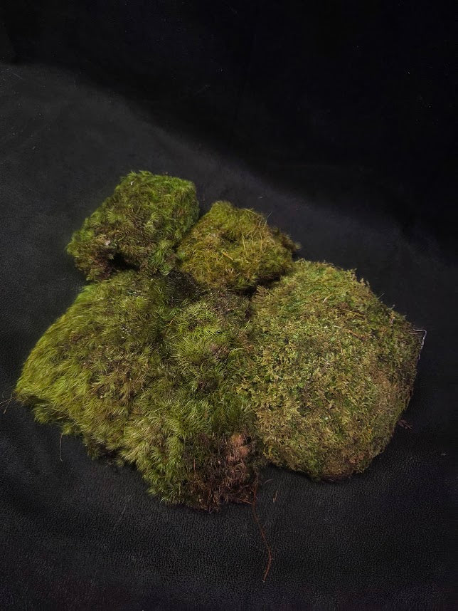 Assorted Live Moss #09